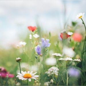 Meet your Posher, Cheyenne